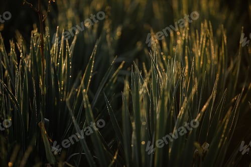 Preview: A field of green grass with dew on it