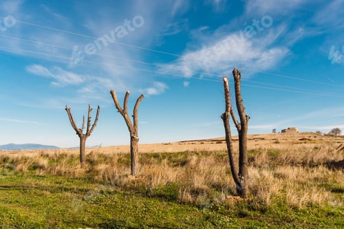Preview: Panoramic of three isolated cut trees
