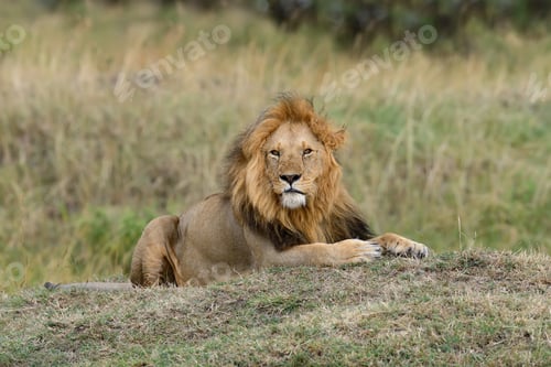 Preview: Close lion in National park of Kenya