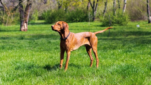 Preview: View of a Vizsla in the nature