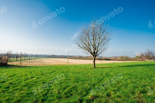 Preview: panorama of green lawn field with tree in the background