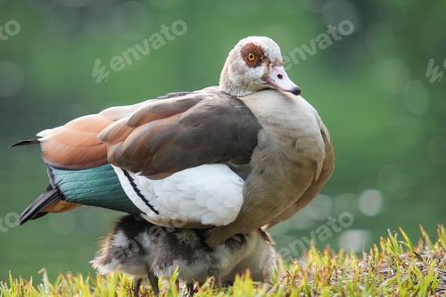 Preview: Closeup of a Egyptian goose on the grass in a farm
