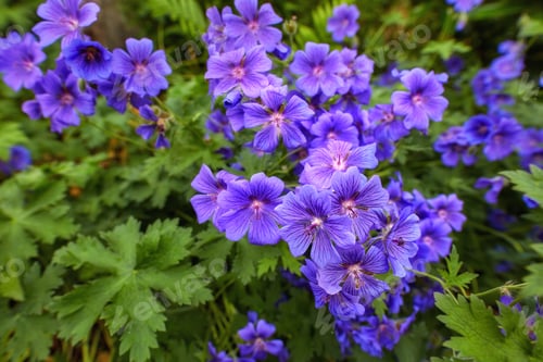 Preview: Meadwo Geranium - Johnsons Blue