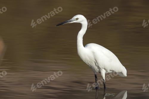 Preview: Autumn migrant Little egret, Egretta garzetta