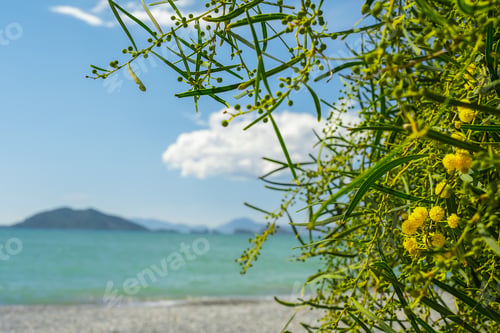 Preview: Beautiful golden flowers of acacia or mimosa against