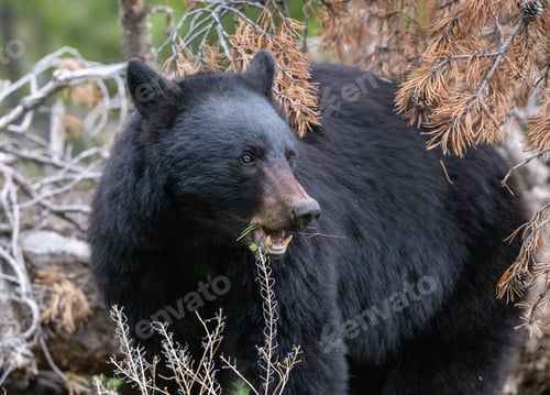 Preview: Closeup shot of an Olympic black bear eating grass around tree branches