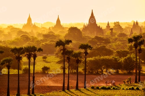 Preview: Colorful bright sunrise in with temples, fields and working cattle, Bagan