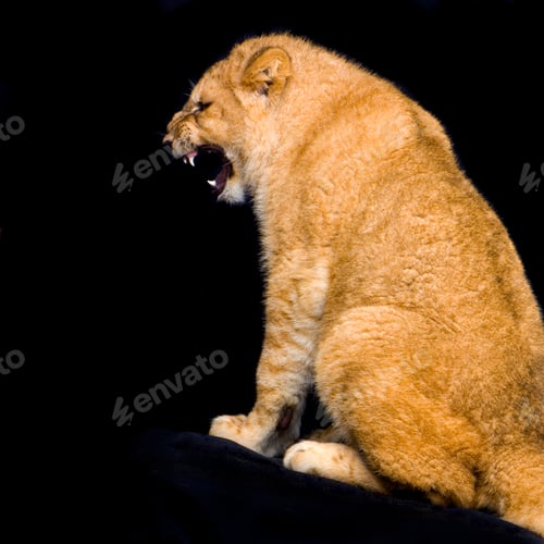 Preview: Lion Cub sitting