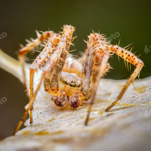 Preview: Close-up of a hairy spider on a leaf