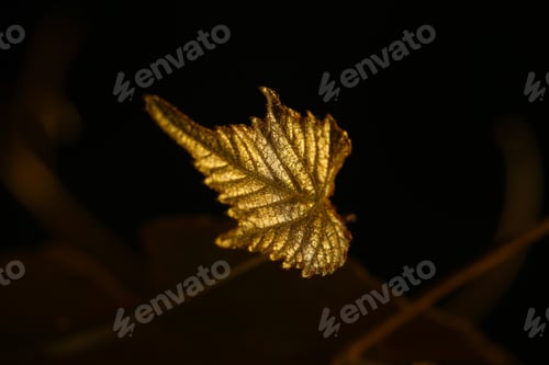 Preview: Golden Leaves Of Grapes On A Black Background