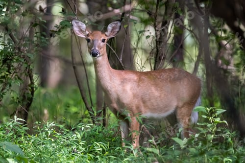 Preview: White-tailed Doe