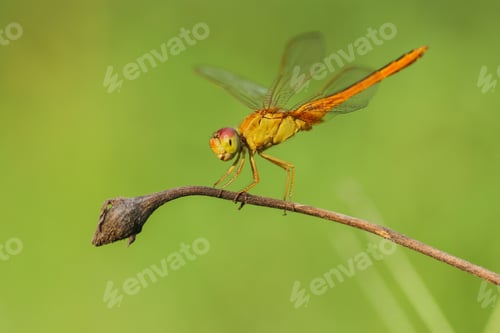 Preview: dragonfly