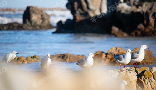 Preview: African Sea Gulls searching for food on rocks on a beachfront shore.