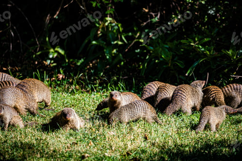 Preview: Mongoose Wildlife Animals Savannah Grassland Wilderness