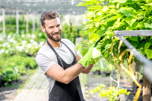 Smiling Man Pruning Plants in a Lush Greenhouse