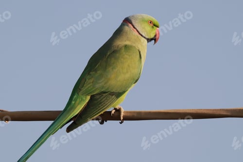 Preview: Closeup of parrot perching on a cable wire against a clear blue sky