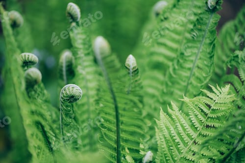 Preview: Green ferns leaves. Natural foliage background. Floral texture. Nature concept