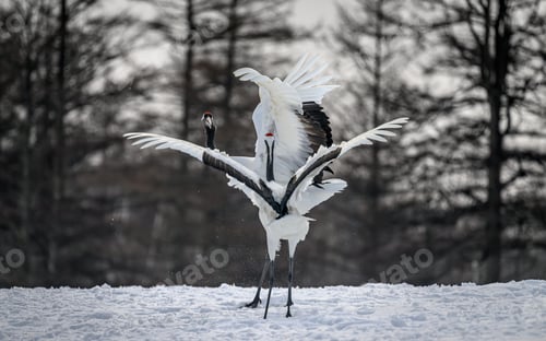 Preview: Scenic view of red-crowned cranes dancing at Tsurui-Ito Crane Sanctuary, Japan