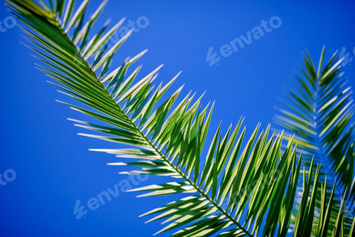 Preview: palm leaf