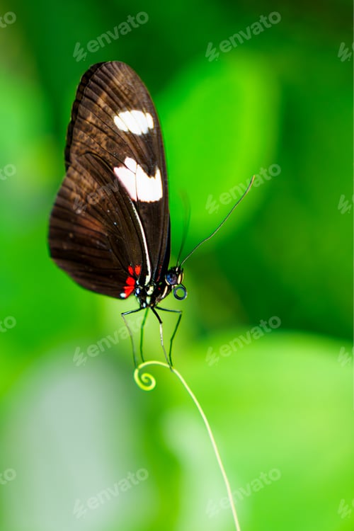 Preview: A Graceful Postman Butterfly Resting Elegantly on a Lush Green Leaf in a Vibrant Garden