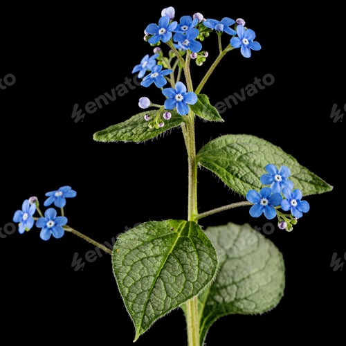 Preview: Blue flowers of brunnera, forget-me-not, myosotis, isolated on black background