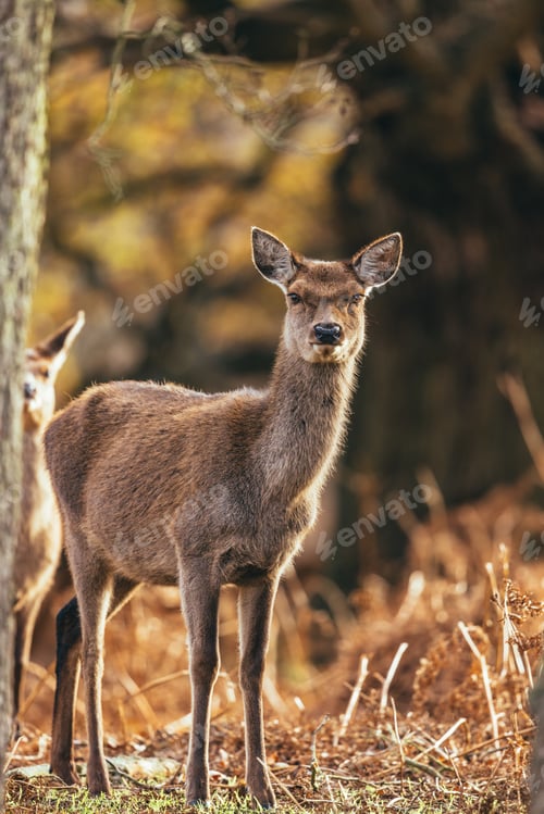Preview: Vertical shot of an adorable female deer looking at the camera in the forest