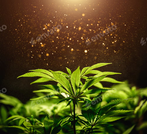 Preview: Green cannabis leaf close up on black background with sunbeam and glow.
