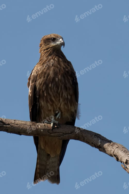 Preview: Black Kite perching on tree branch