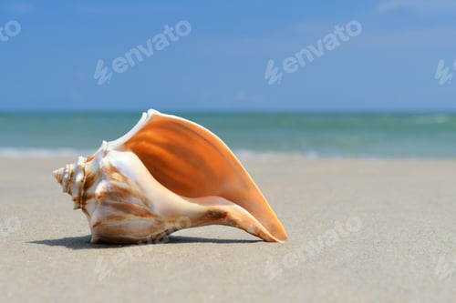 Preview: Seashell laying on the beach sand at the ocean