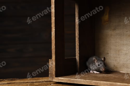Preview: Brown Rat Enclosed in a Dark Wooden Box