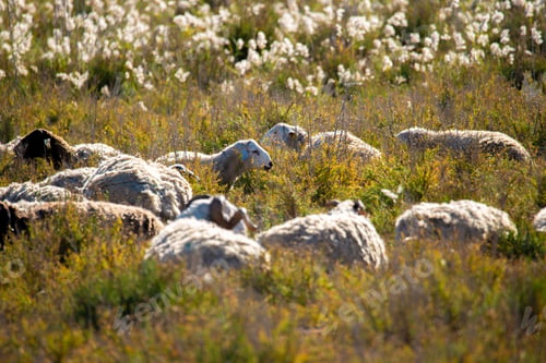 Preview: Flock of sheep grazes in an idyllic meadow, while sunlight streams through a grove