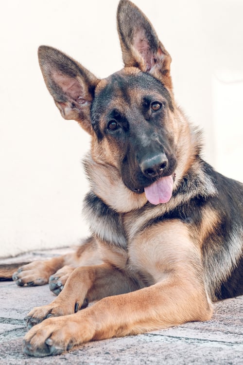 Preview: German shepherd looking at camera