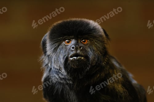 Preview: Goeldi's marmoset, or Goeldi's monkey (Callimico goeldii)