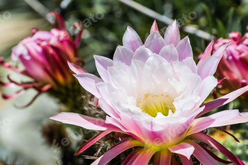 Preview: Blooming Cactus Flower with Pink and White Petals