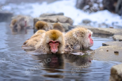 Preview: Macaqus in Nagano, Japan
