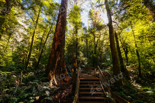 Preview: Rainforest Gallery Warburton in Victoria Australia