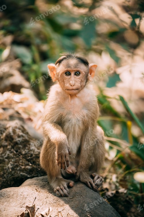Preview: Goa, India. Young Bonnet Macaque - Macaca Radiata Or Zati Sitting On Stone. Portrait Of Cub