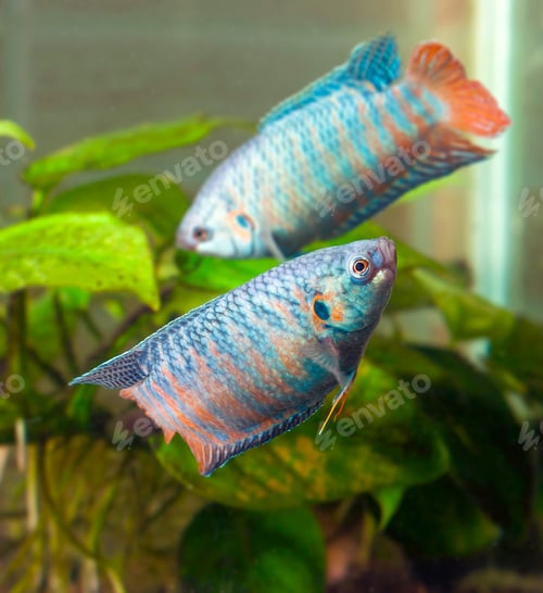 Preview: Two aquarium fish swimming circling around each other blurred ba