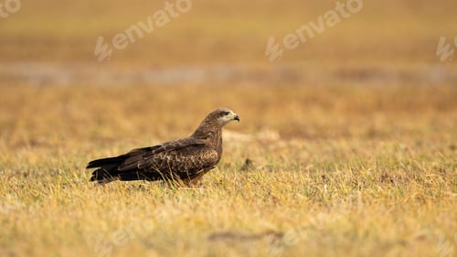 Preview: Black kite sitting on yellow grass in autumn nature