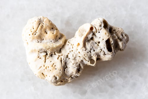 Preview: sample of dried coral on white marble