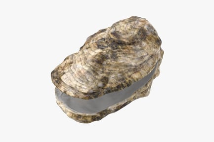 Textured Oyster Shell