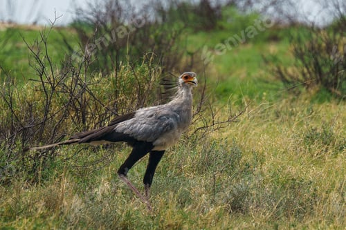 Preview: Beautiful secretary bird walking across a grassy field