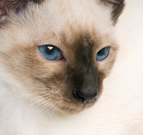Preview: Young Siamese