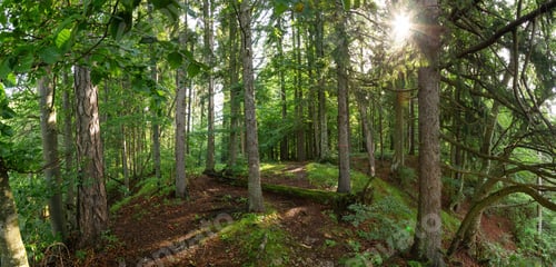 Preview: Path through summer forest in Muranska Planina national park, Slovakia, Europe