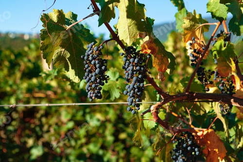 Preview: Rows of grapes growing in a vineyard