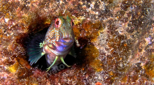 Preview: Ringneck Blenny, Cabo Cope Puntas del Calnegre Regional Park, Spain