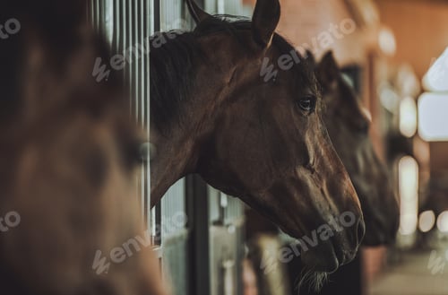 Preview: Horses Inside Equestrian Facility Boxes