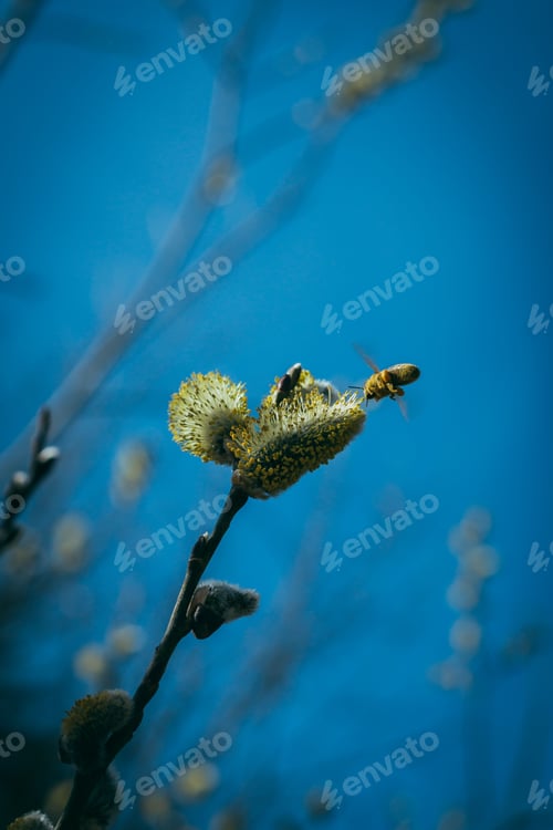 Preview: Selective focus shot of a bee collecting pollen from pussy willow tree branch