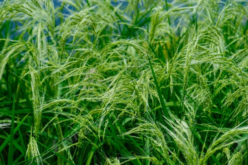 Preview: Flowering rice plant growing in the field