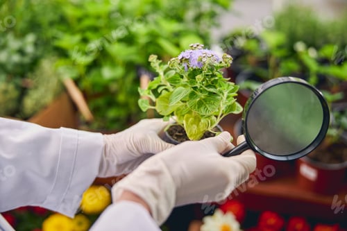 Preview: Hands with a mistflower and the lens